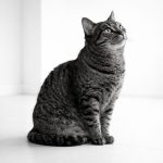 kot siedzący bokiem w minimalistycznym białym wnętrzu patrzący w górę – symbol minimalizmu i refleksji nad decyzjami życiowymi